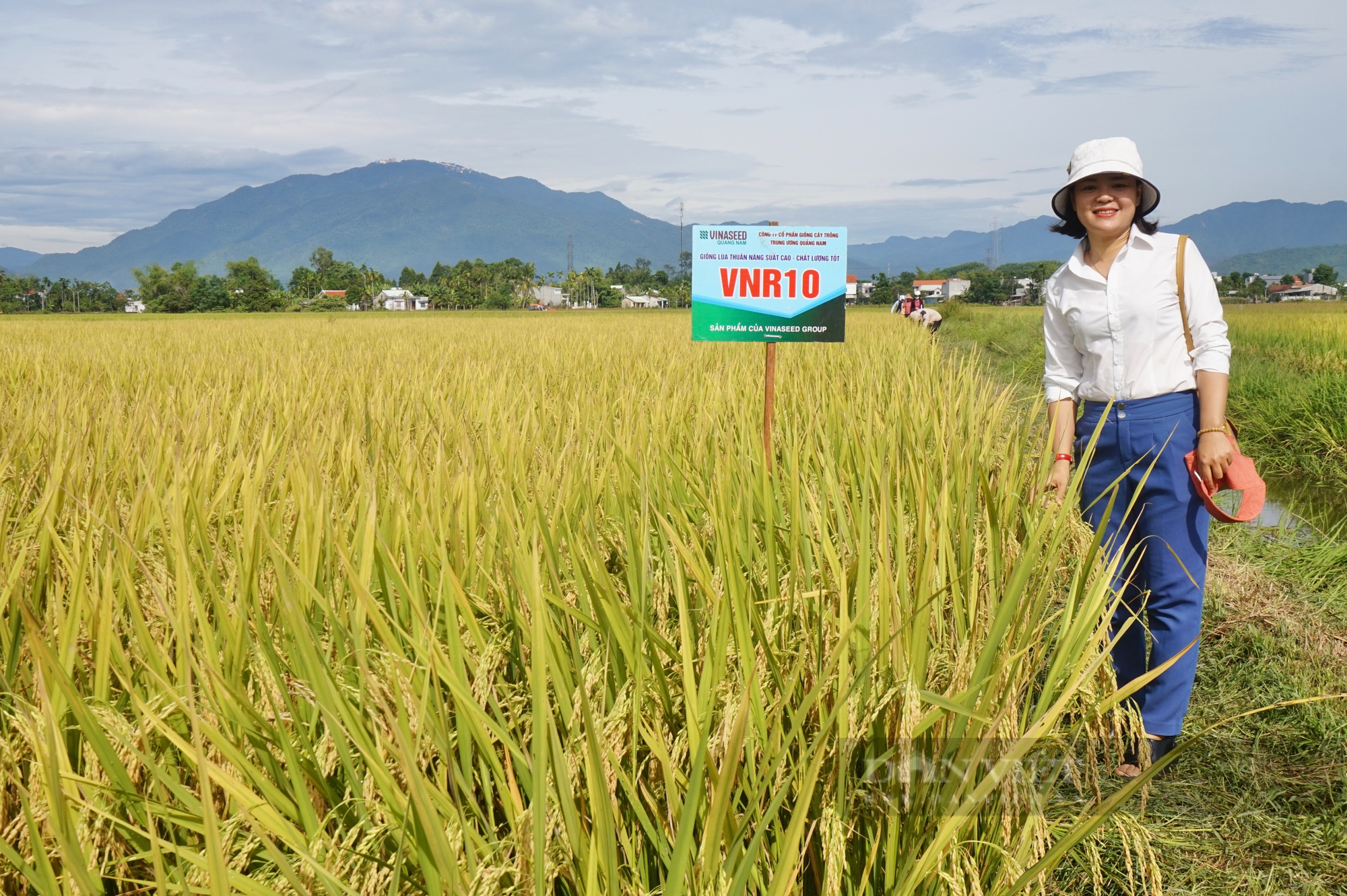 Nông dân Đà Nẵng mê tít bộ đôi giống lúa năng suất, chất lượng của Vinaseed, chống chịu được thời tiết khắc nghiệt - Ảnh 5.