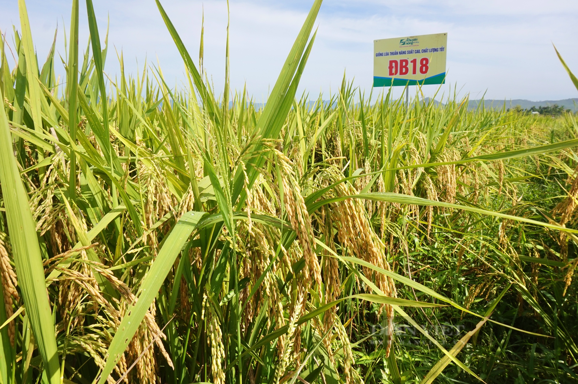 Nông dân Đà Nẵng mê tít bộ đôi giống lúa năng suất, chất lượng của Vinaseed, chống chịu được thời tiết khắc nghiệt - Ảnh 7.