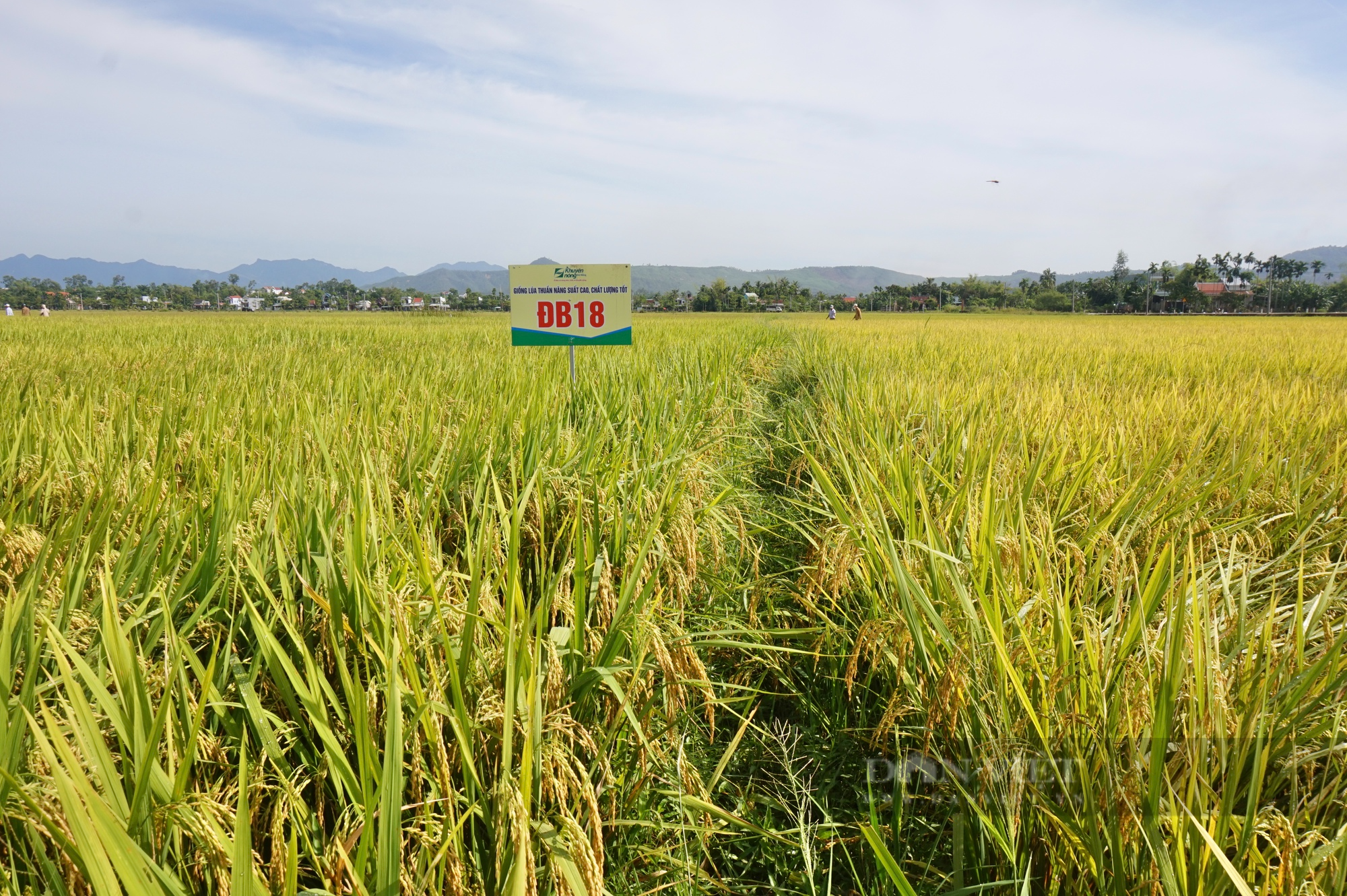 Nông dân Đà Nẵng mê tít bộ đôi giống lúa năng suất, chất lượng của Vinaseed, chống chịu được thời tiết khắc nghiệt - Ảnh 8.