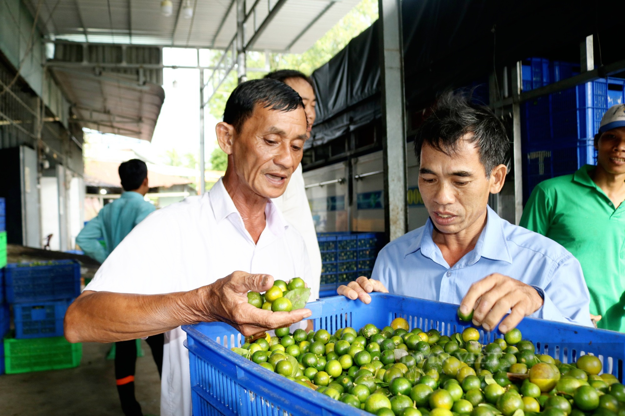 Nông dân Việt Nam xuất sắc đến từ Cần Thơ là &quot;Vua&quot; xử lý nhãn cho trái nghịch mùa - Ảnh 6.
