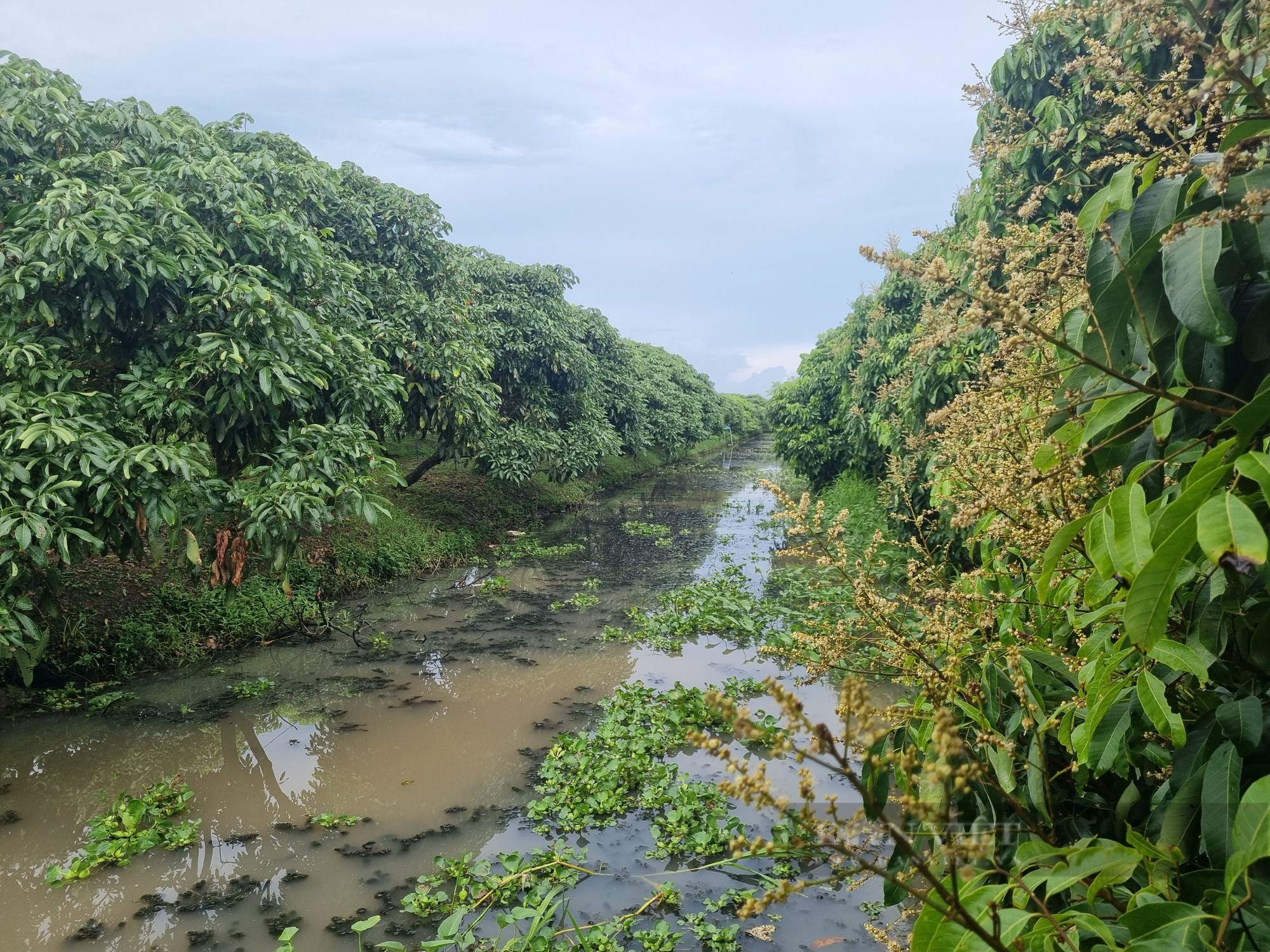 Nông dân Việt Nam xuất sắc đến từ Cần Thơ là &quot;Vua&quot; xử lý nhãn cho trái nghịch mùa - Ảnh 8.