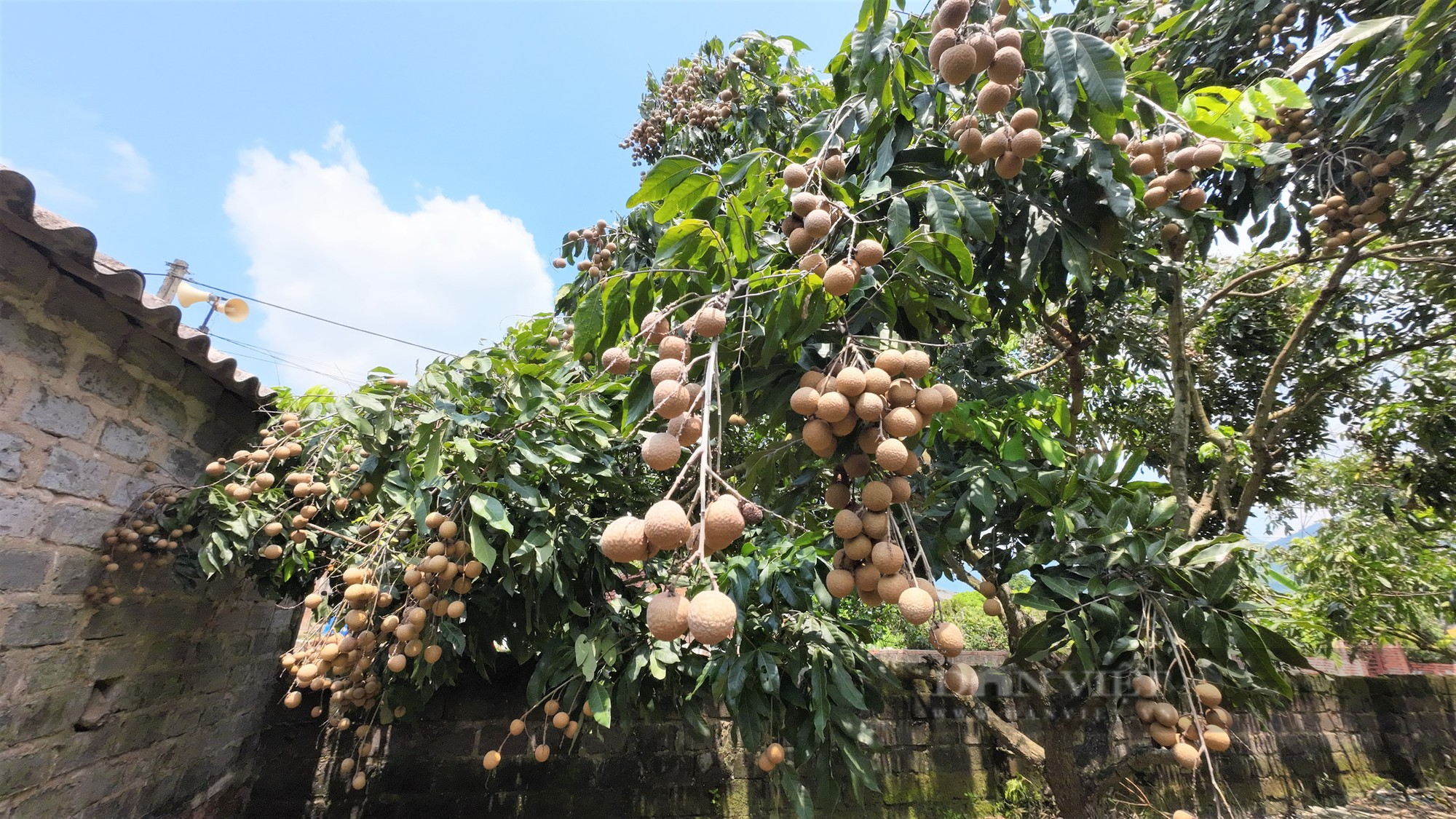 Nông dân trồng nhãn ở Chí Linh – Hải Dương chưa kịp vui được mùa liền buồn rũ vì giá thấp - Ảnh 7.