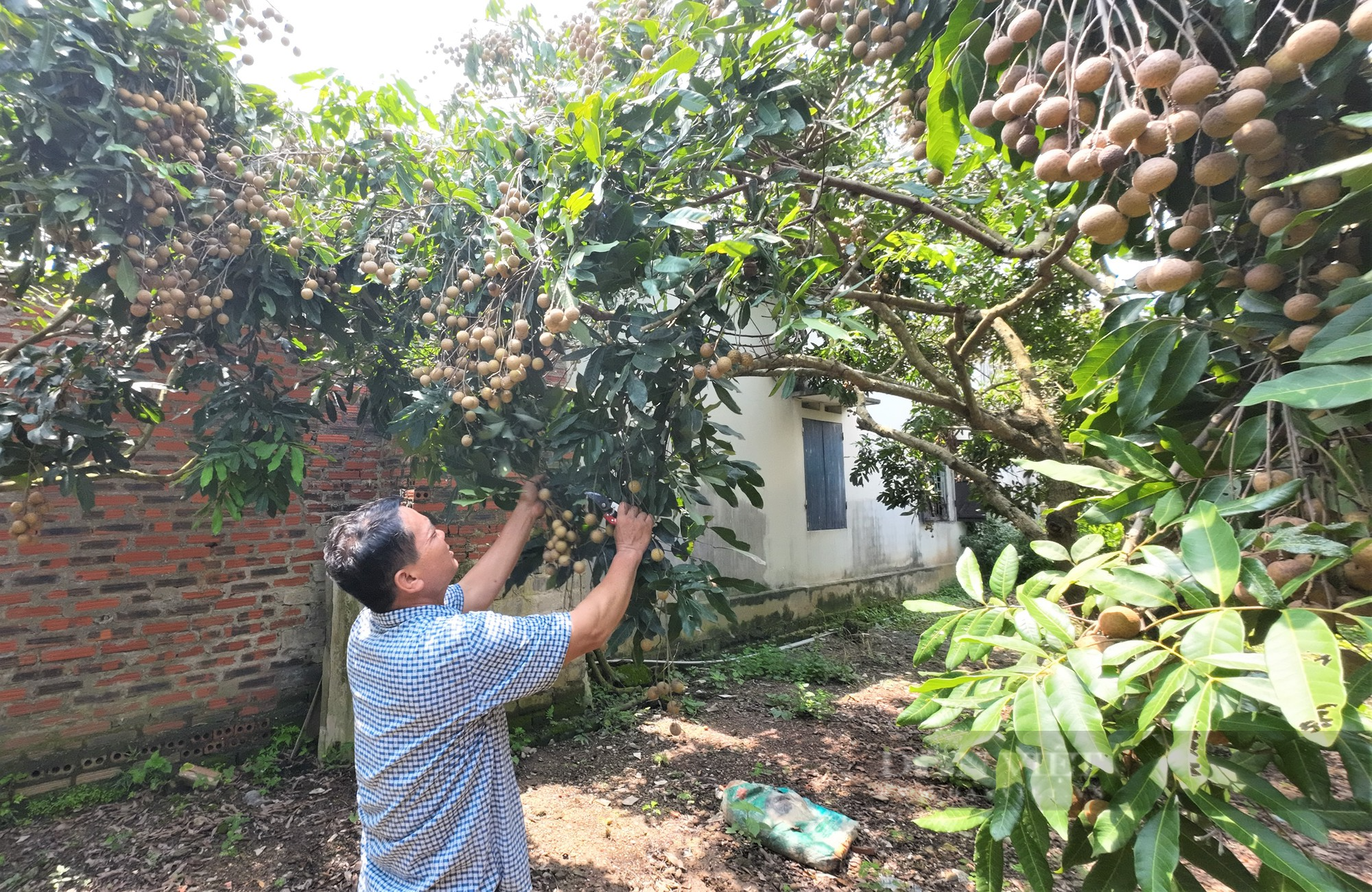 Nông dân trồng nhãn ở Chí Linh – Hải Dương chưa kịp vui được mùa liền buồn rũ vì giá thấp - Ảnh 4.