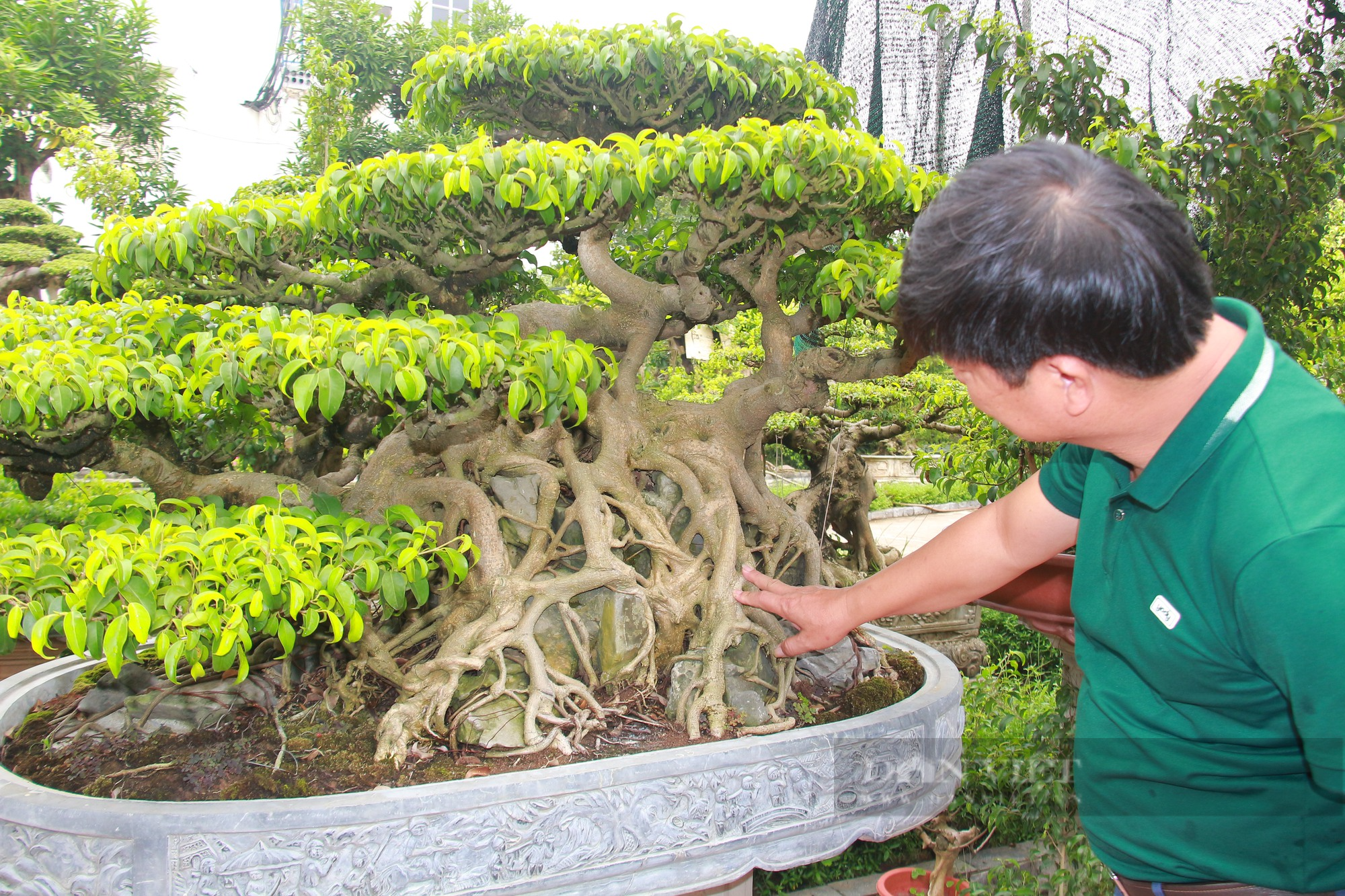 Làm giàu từ cây cảnh, anh nông dân quê Nam Định vinh dự được Thủ tướng Chính phủ tặng Bằng khen - Ảnh 3.