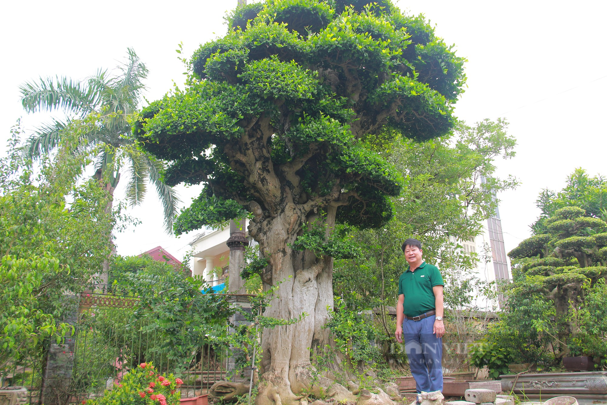 Làm giàu từ cây cảnh, anh nông dân quê Nam Định vinh dự được Thủ tướng Chính phủ tặng Bằng khen - Ảnh 6.