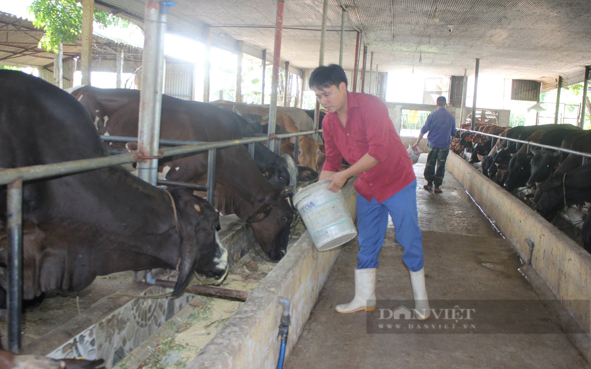 Giá bò thịt 'lao dốc' chỉ còn 70.000 đồng/kg, người chăn nuôi chán nản giảm đàn, vì đâu nên nỗi? 