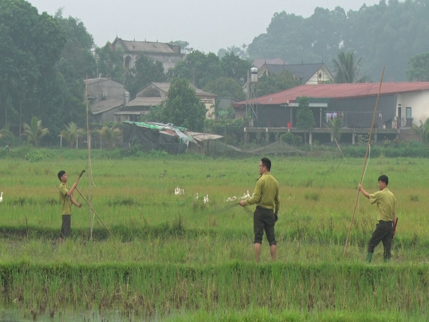 Giăng lưới tàng hình, đặt thiết bị công nghệ phát tiếng kêu để săn bắt chim trời - Ảnh 4.