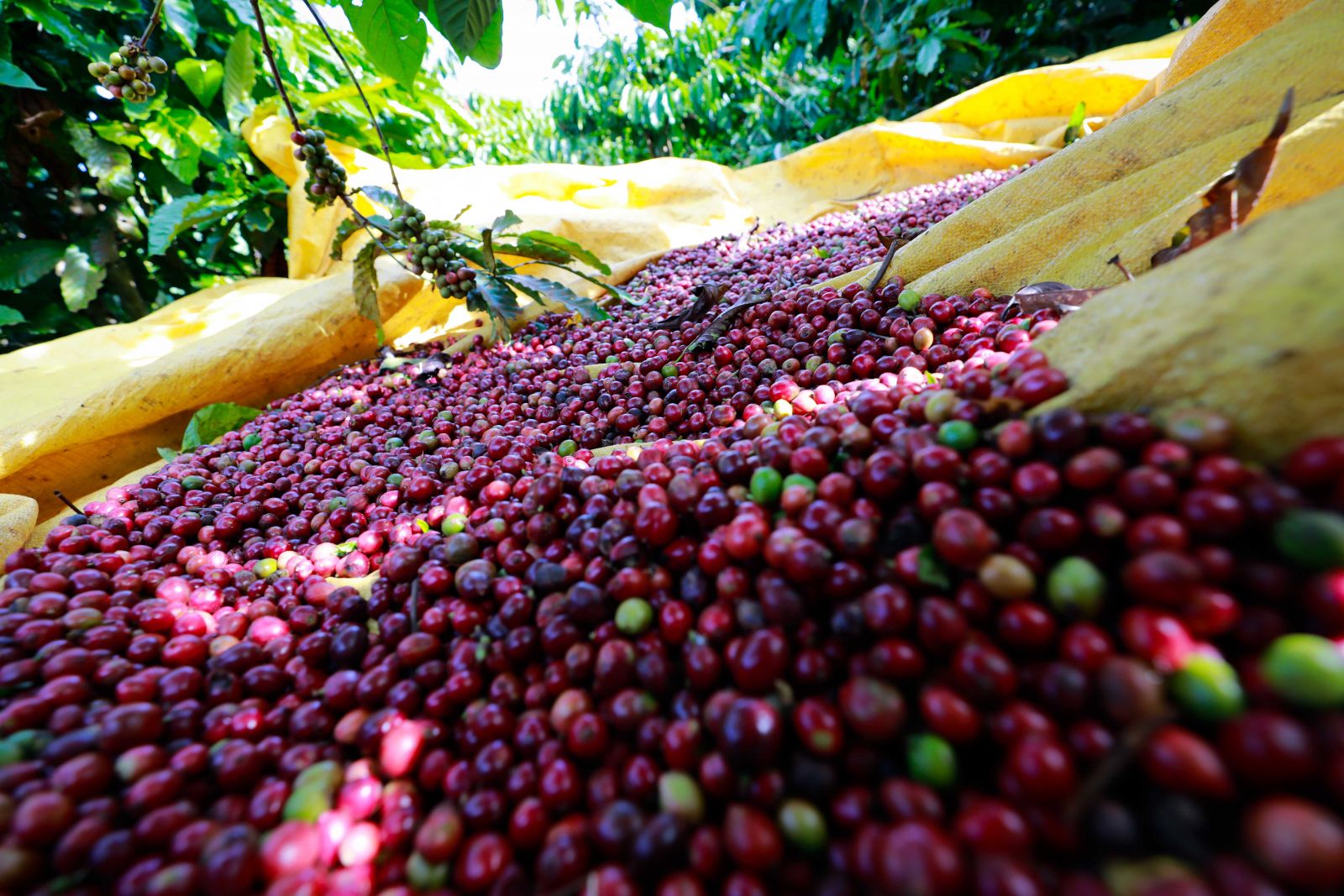Giá cà phê 25/8: Tăng nhưng quá chật vật, khắc phục rụng trái cà phê vào mùa mưa    - Ảnh 3.