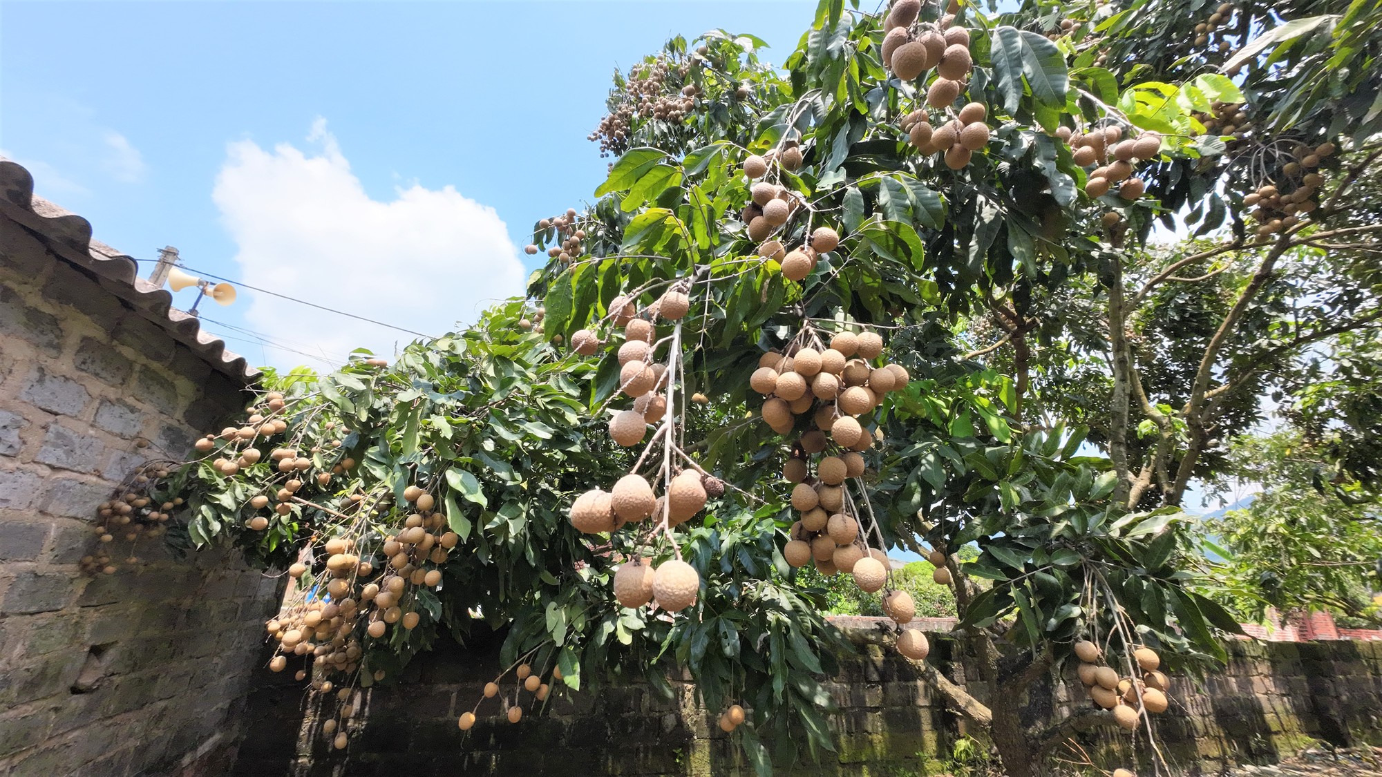 Nông dân trồng nhãn ở Chí Linh – Hải Dương chưa kịp vui được mùa liền buồn rũ vì giá thấp - Ảnh 2.