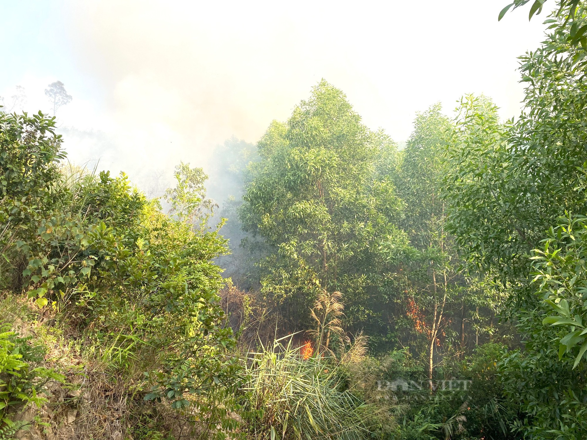 Quảng Bình: Hơn 200 người đang dập đám cháy rừng keo - Ảnh 2.