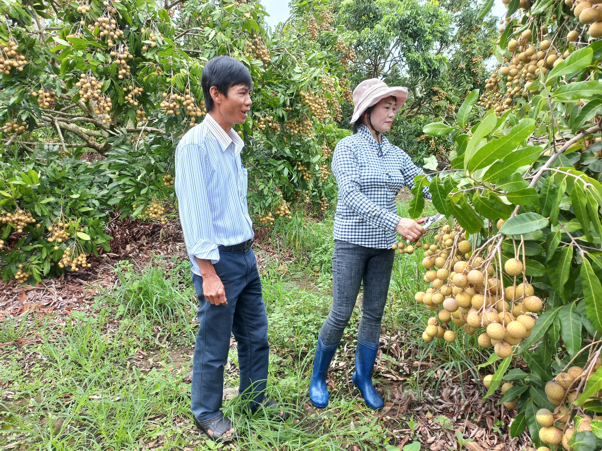 Thu tiền tỷ từ trồng cây ăn trái, nữ nông dân ở Gia Lai được công nhận &quot;Nông dân Việt Nam xuất sắc&quot; - Ảnh 1.