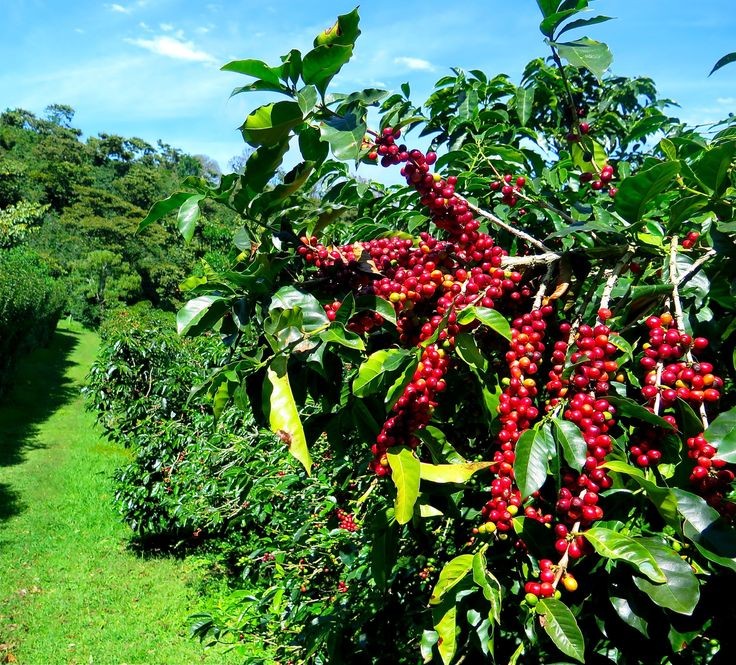 Giá cà phê hôm nay 26/8: Robusta kéo dài chuỗi hồi phục, giá cà phê trong nước vẫn 'thẳng tiến' - Ảnh 5.