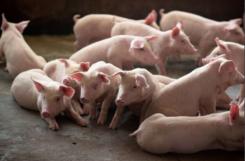 Thị trường ảm đạm, không còn địa phương nào giữ được giá lợn hơi 60.000 đồng/kg - Ảnh 2.