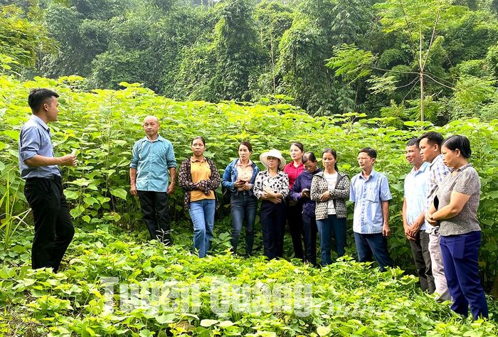 Cây gai xanh thu tới 5 lứa/năm, bán 40.000 đồng/kg, nông dân ở đây thu ngon 140 triệu đồng/ha/năm - Ảnh 1.