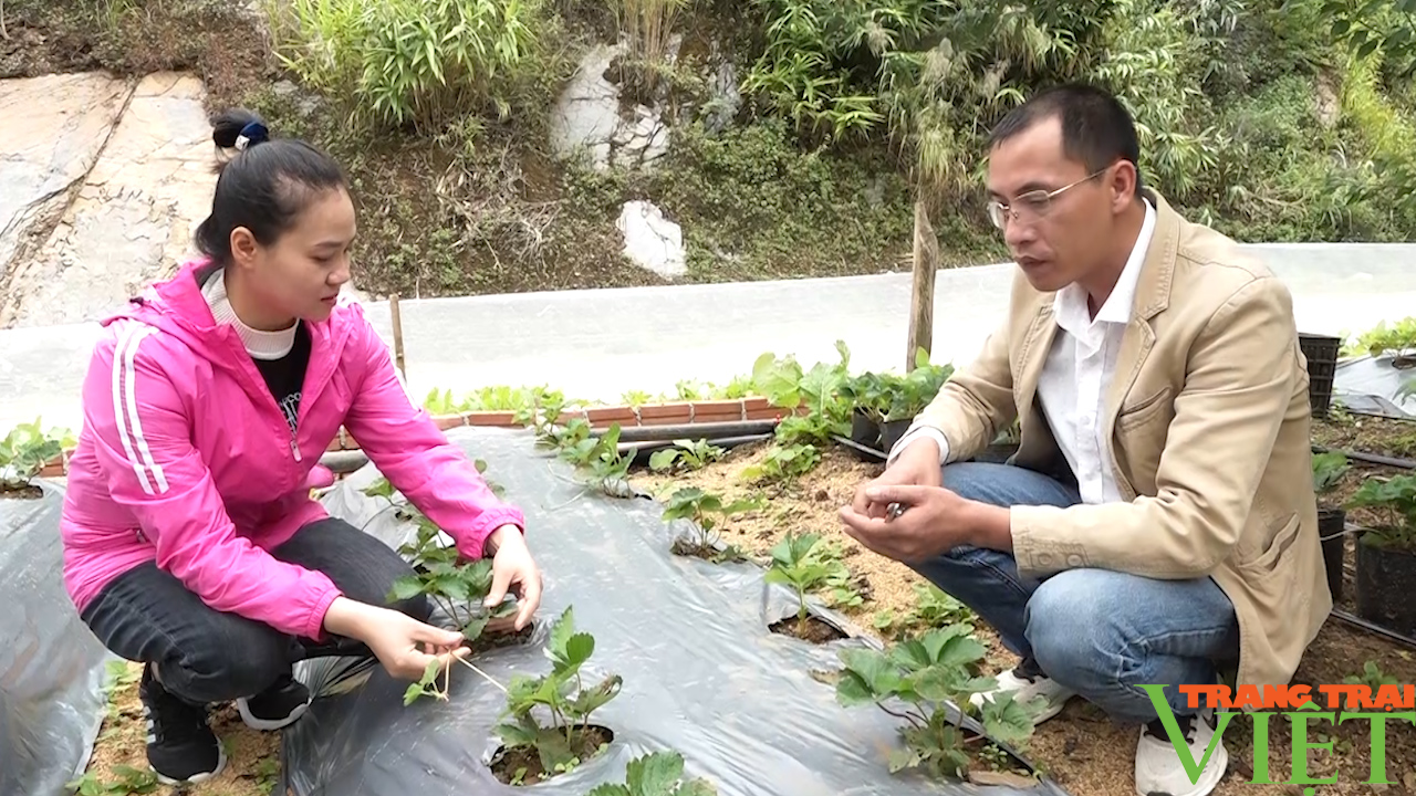 Yên Châu: Trồng cây ăn quả theo hướng hữu cơ, nông dân nâng cao thu nhập - Ảnh 2.
