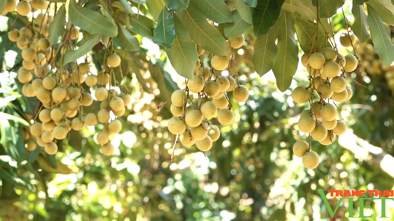Yên Châu: Trồng cây ăn quả theo hướng hữu cơ, nông dân nâng cao thu nhập - Ảnh 3.