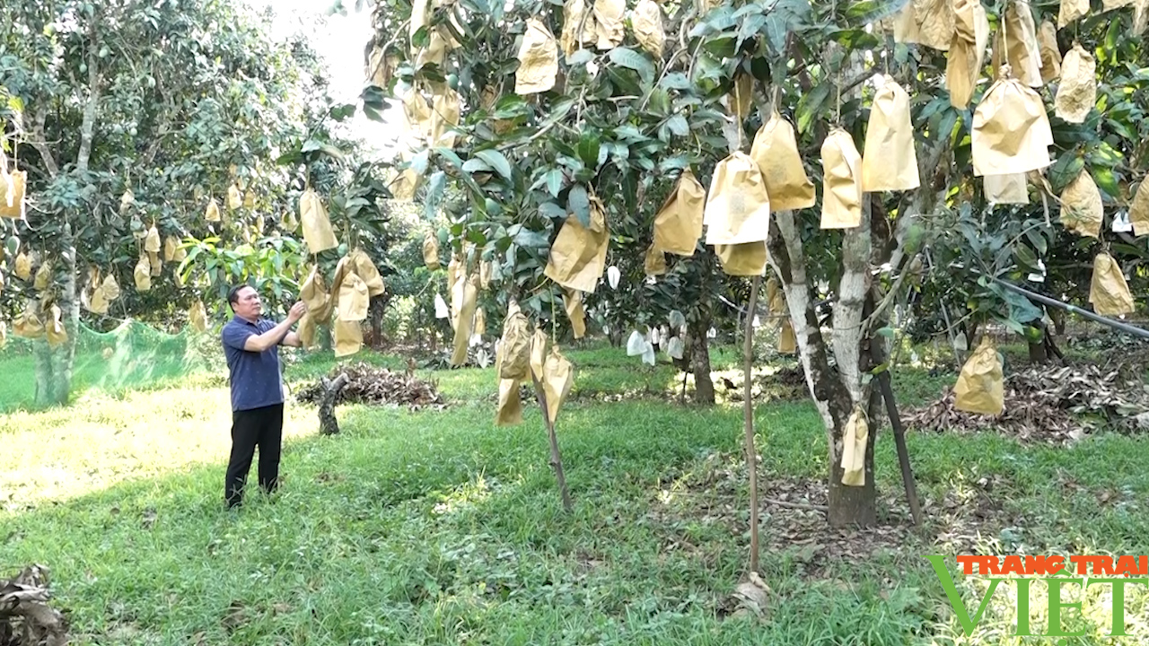 Yên Châu: Trồng cây ăn quả theo hướng hữu cơ, nông dân nâng cao thu nhập - Ảnh 6.