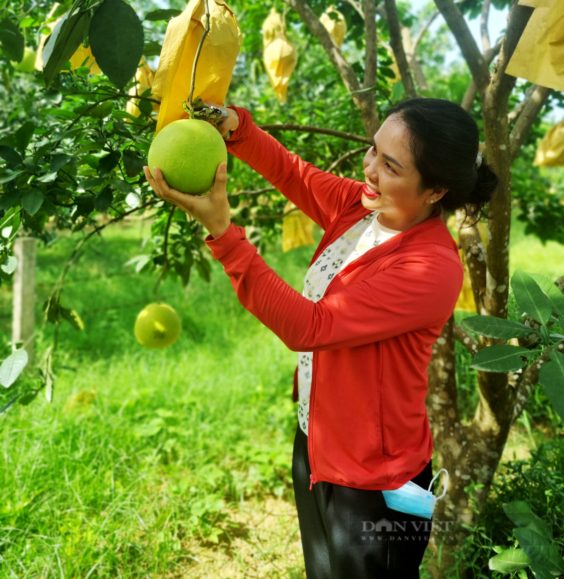 Hội Nông dân Hà Tĩnh ứng dụng chuyển đổi số giúp bà con trồng bưởi Phúc Trạch tiêu thụ - Ảnh 6.
