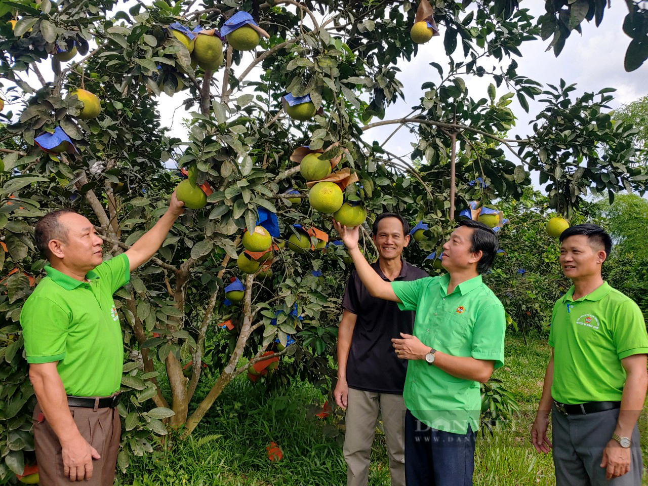 Hội Nông dân Hà Tĩnh ứng dụng chuyển đổi số giúp bà con trồng bưởi Phúc Trạch tiêu thụ - Ảnh 7.