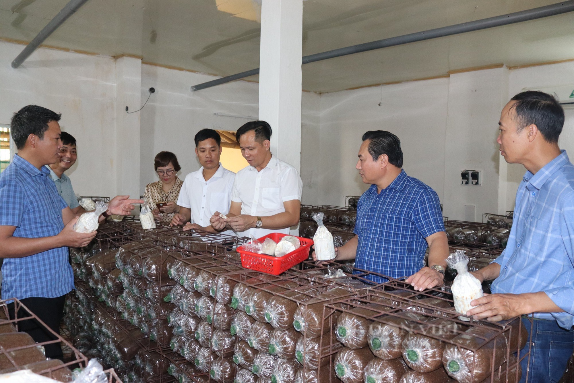 Sản xuất nấm sạch, Giám đốc HTX Dịch vụ Linh Phát ở Nam Định là Nông dân xuất sắc 2023 - Ảnh 4.