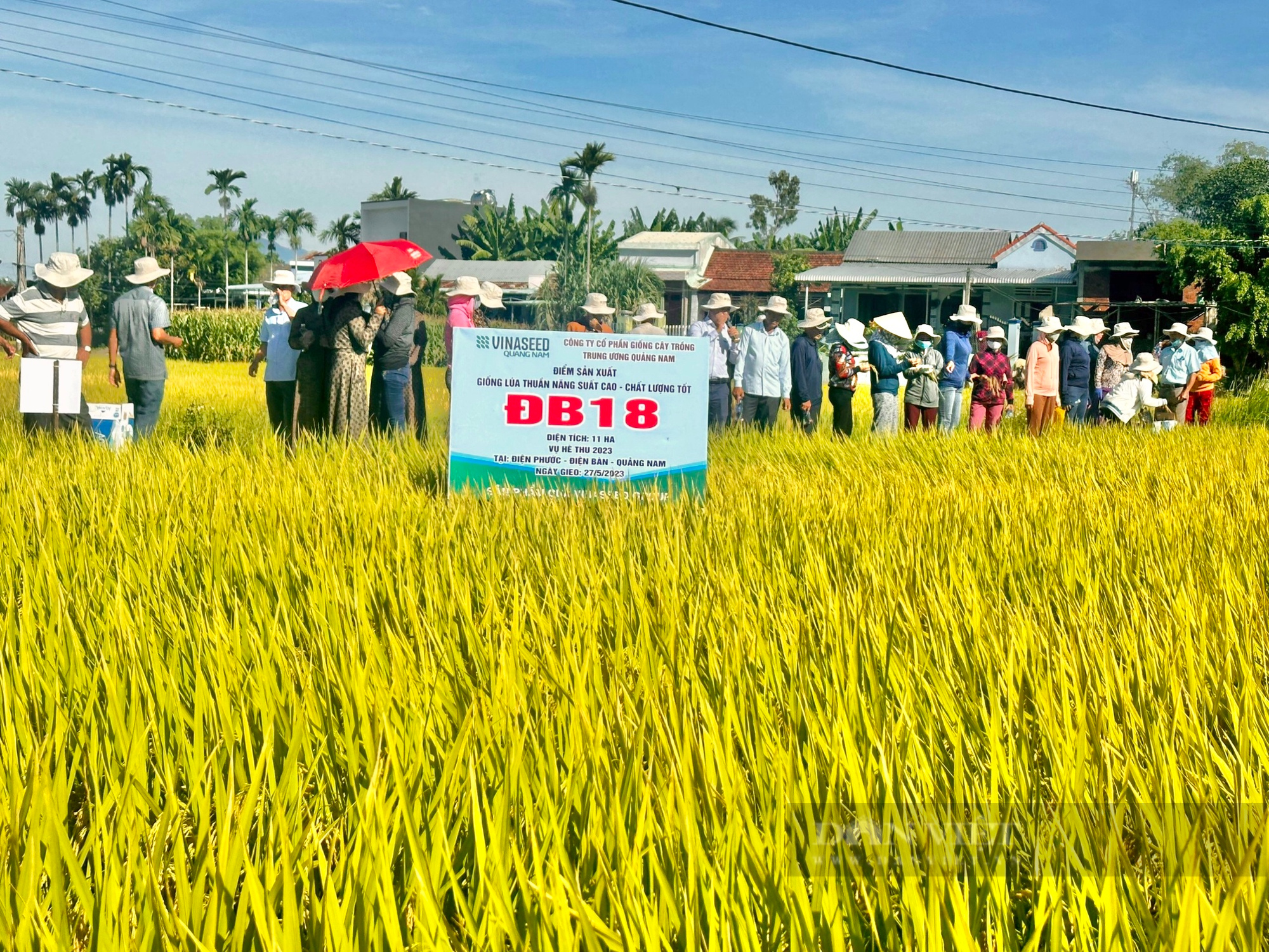Bộ ba giống lúa cho năng suất cao, “chắc khỏe” của Vinaseed chiếm trọn niềm tin của nông dân Quảng Nam - Ảnh 2.