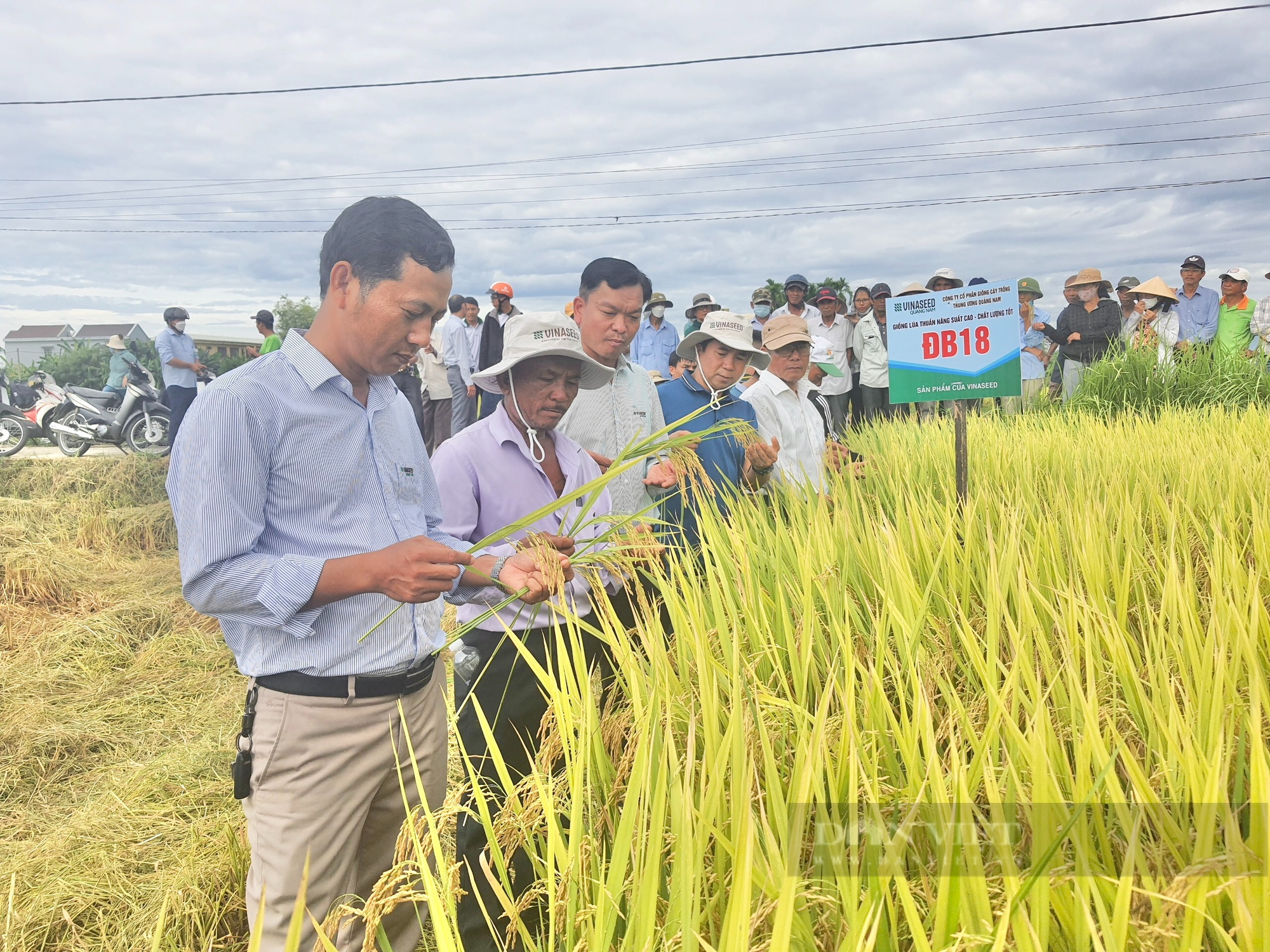 Bộ ba giống lúa cho năng suất cao, “chắc khỏe” của Vinaseed chiếm trọn niềm tin của nông dân Quảng Nam - Ảnh 3.