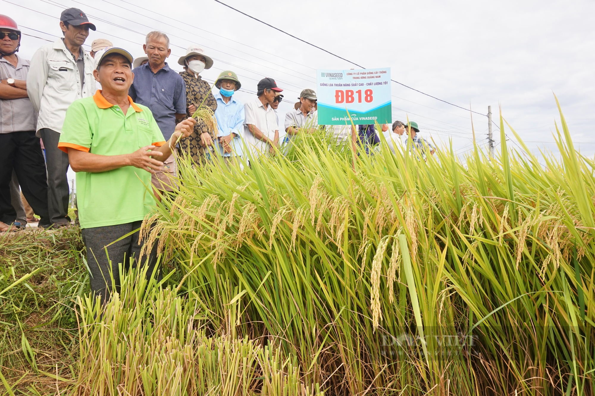 Bộ ba giống lúa cho năng suất cao, “chắc khỏe” của Vinaseed chiếm trọn niềm tin của nông dân Quảng Nam - Ảnh 4.