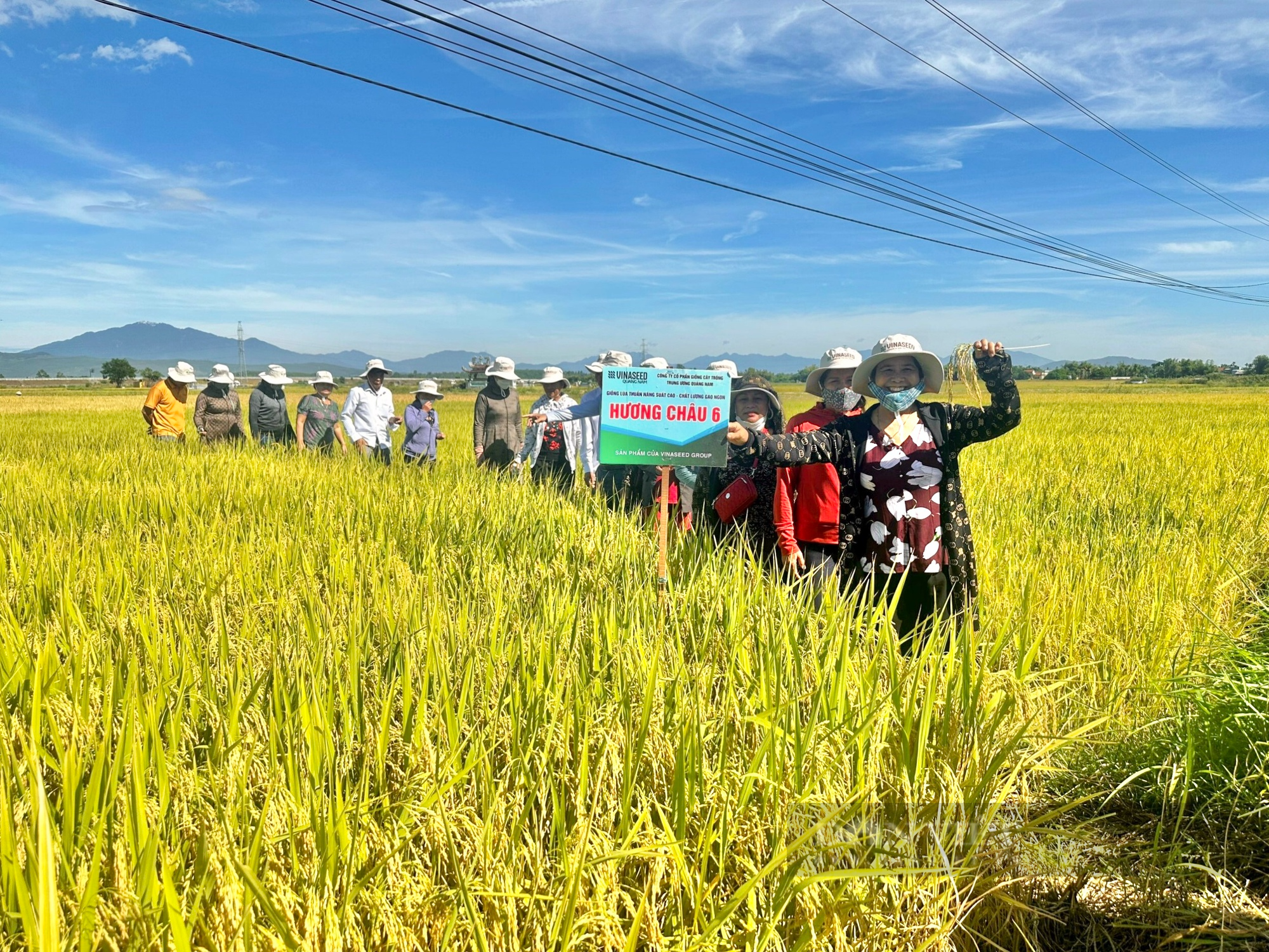 Bộ ba giống lúa cho năng suất cao, “chắc khỏe” của Vinaseed chiếm trọn niềm tin của nông dân Quảng Nam - Ảnh 5.