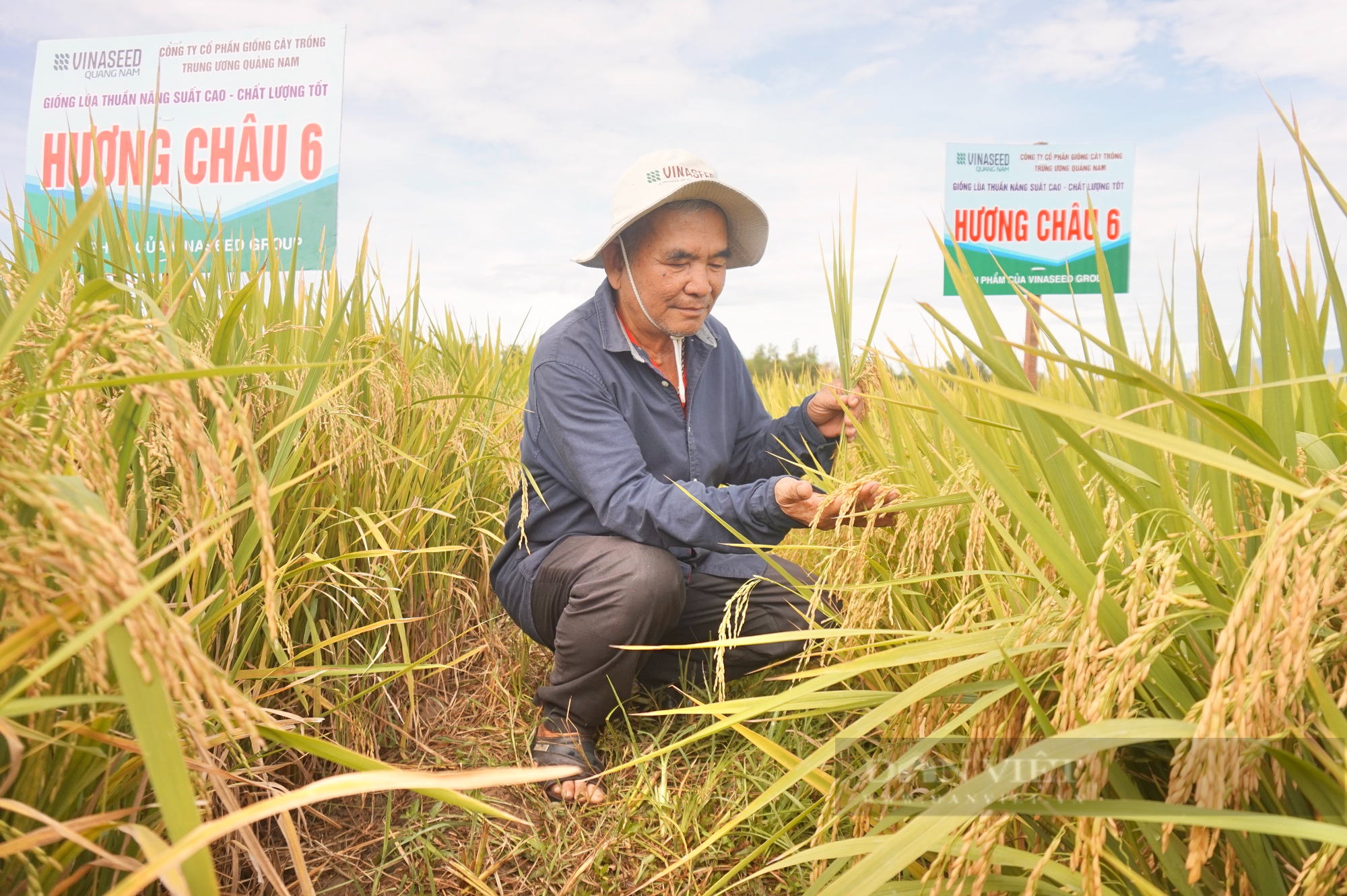 Bộ ba giống lúa cho năng suất cao, “chắc khỏe” của Vinaseed chiếm trọn niềm tin của nông dân Quảng Nam - Ảnh 6.