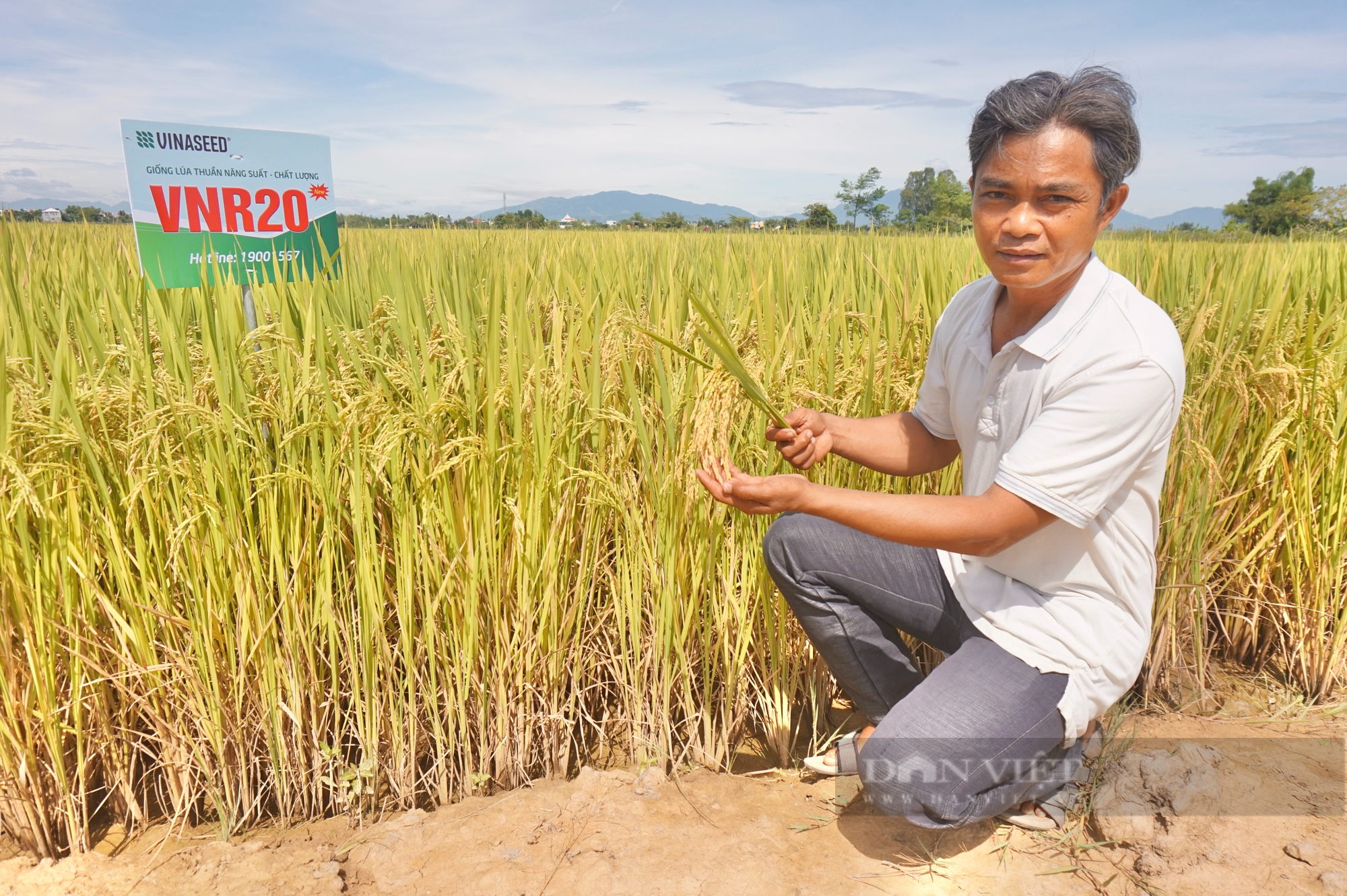 Bộ ba giống lúa cho năng suất cao, “chắc khỏe” của Vinaseed chiếm trọn niềm tin của nông dân Quảng Nam - Ảnh 7.