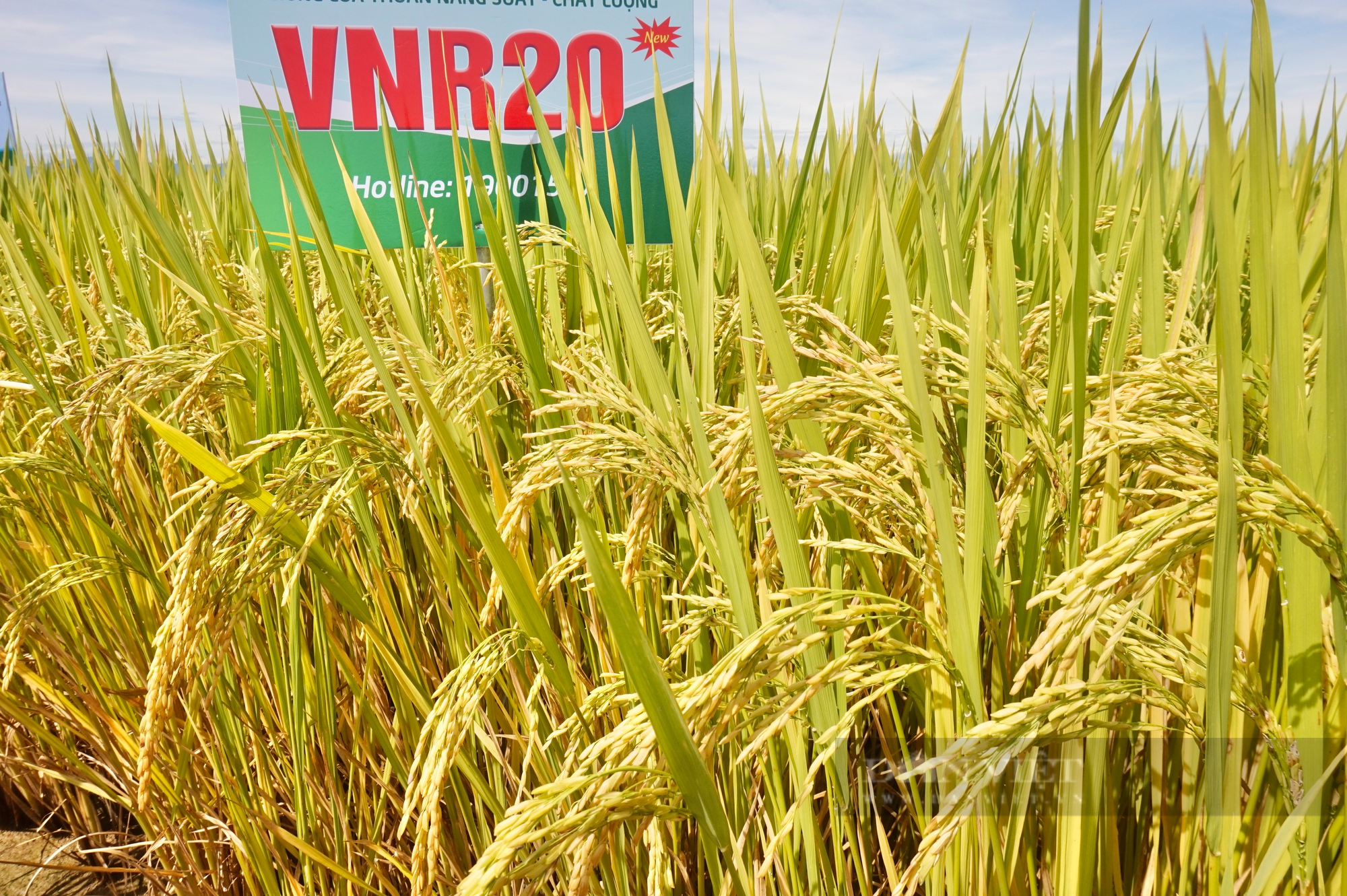 Bộ ba giống lúa cho năng suất cao, “chắc khỏe” của Vinaseed chiếm trọn niềm tin của nông dân Quảng Nam - Ảnh 8.