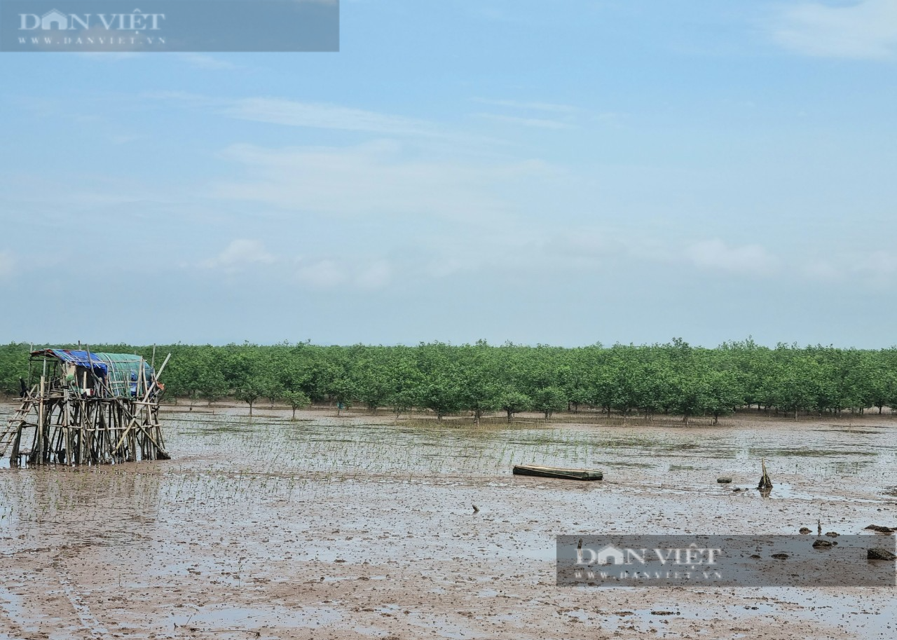 Thu nhập nửa triệu đồng mỗi ngày nhờ “săn” con ngao đất ở Ninh Bình - Ảnh 5.