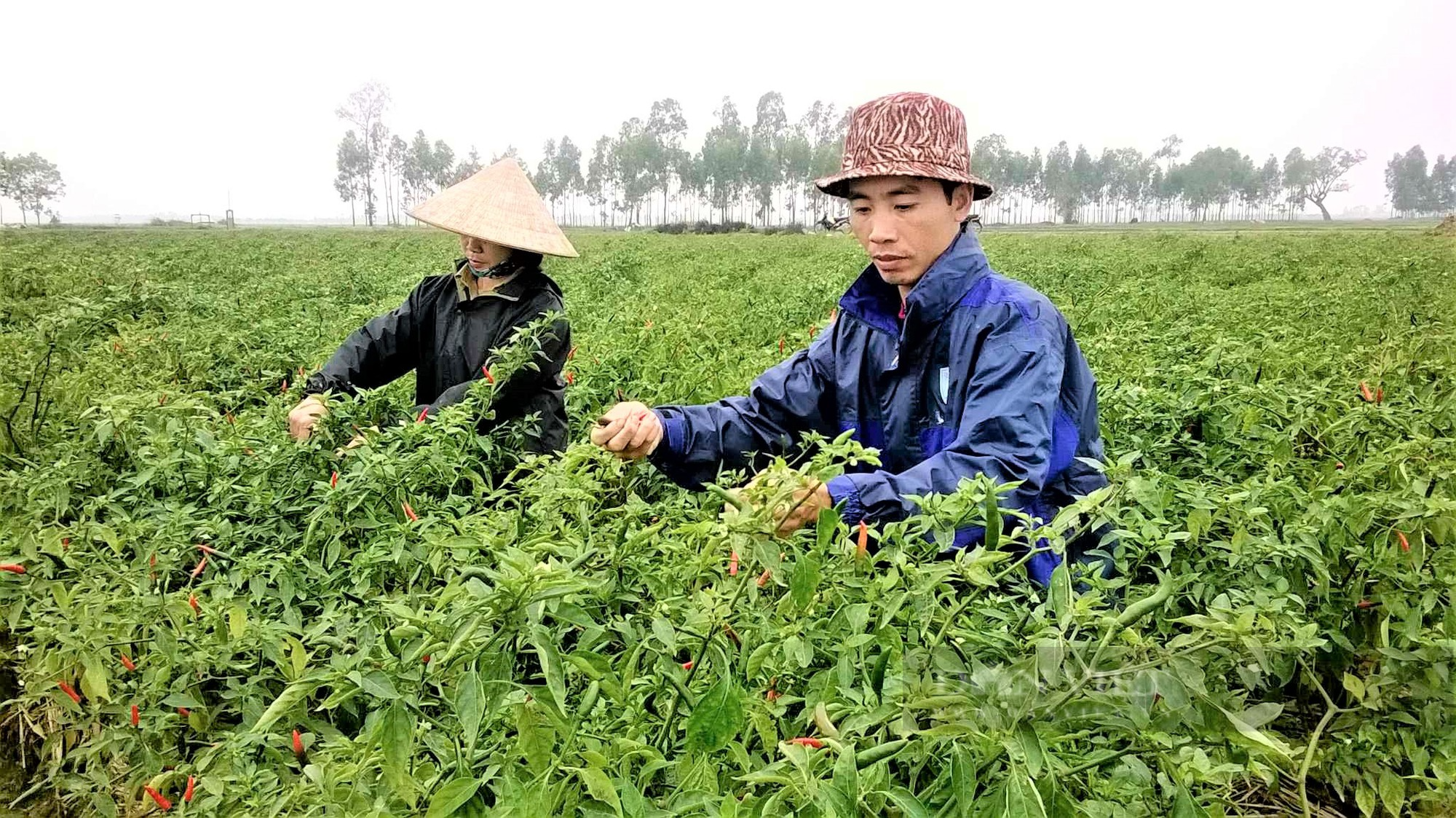Hiệu quả hoạt động tổ vay vốn của Hội Nông dân Ninh Giang, giúp nông dân phát triển kinh tế, giảm nghèo, no đủ - Ảnh 4.