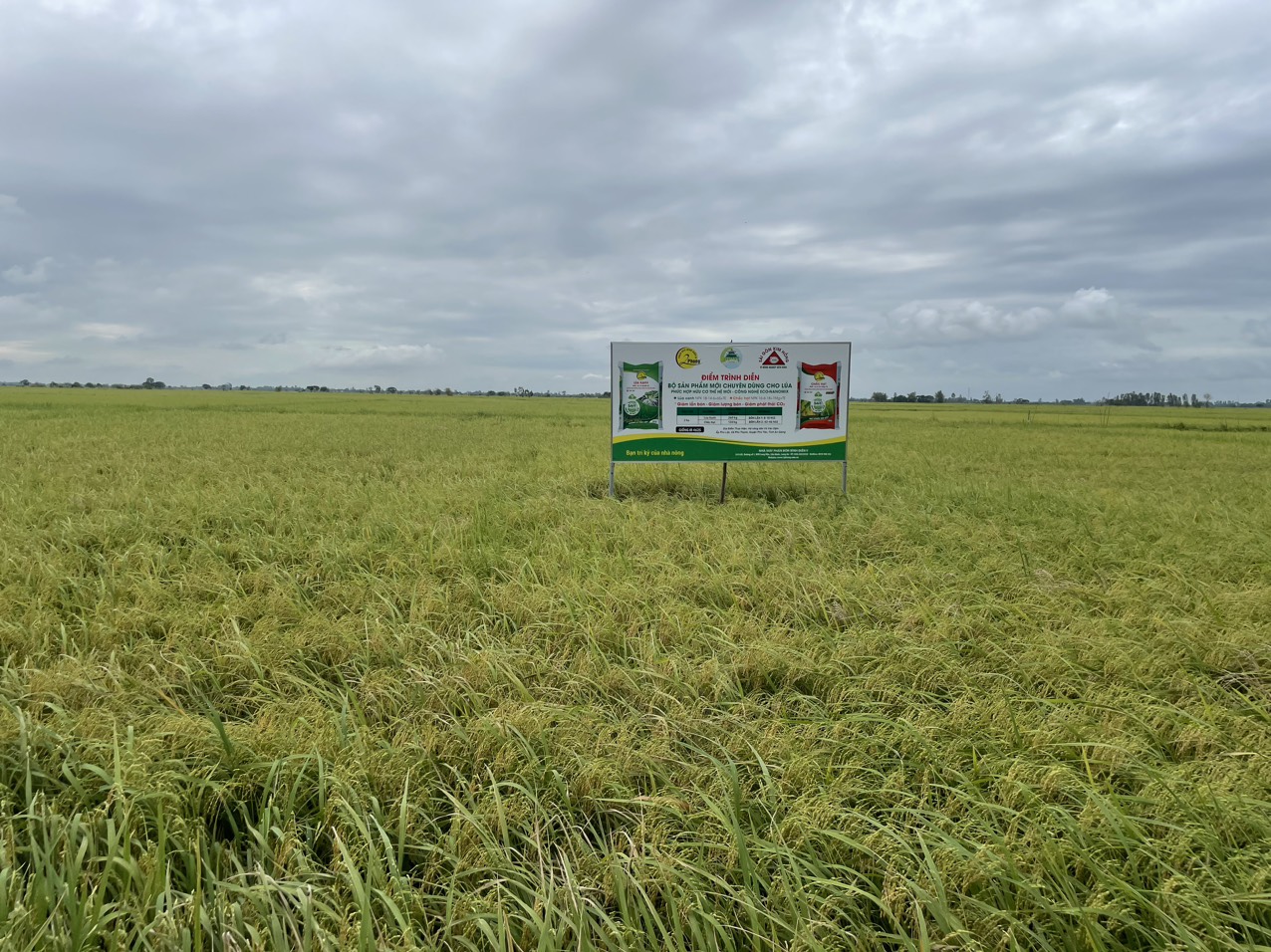 An Giang: Độc đáo mô hình trồng lúa bón ít phân, sạ giống ít nhưng thu lãi cao hơn 4-6 triệu đồng/ha - Ảnh 4.