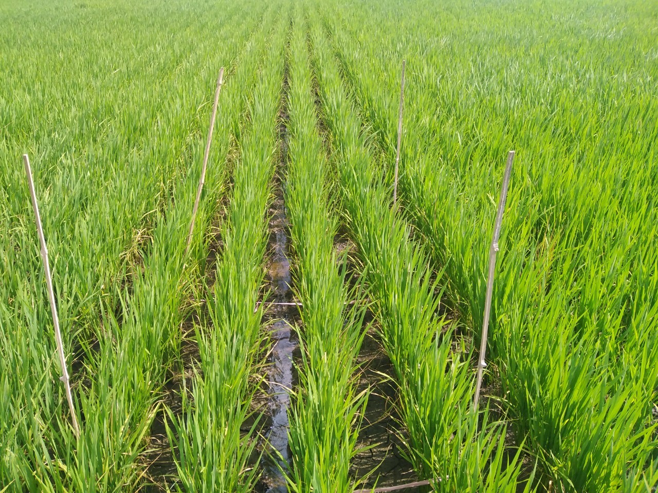 An Giang: Độc đáo mô hình trồng lúa bón ít phân, sạ giống ít nhưng thu lãi cao hơn 4-6 triệu đồng/ha - Ảnh 3.