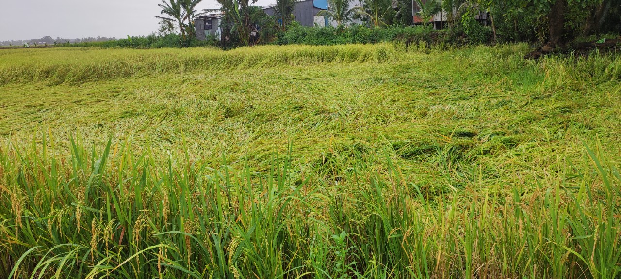 An Giang: Độc đáo mô hình trồng lúa bón ít phân, sạ giống ít nhưng thu lãi cao hơn 4-6 triệu đồng/ha - Ảnh 5.