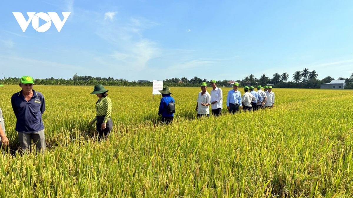 Giá lúa vụ Hè Thu ở Tiền Giang tăng gần 2.000 đồng/kg, nông dân phấn khởi thu hoạch - Ảnh 1.
