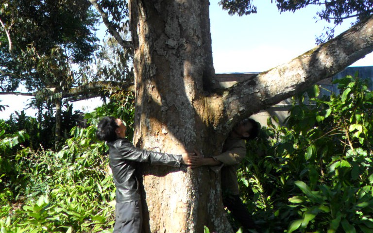 Chuyện lạ Lâm Đồng, 3 cây cổ thụ trụ giữa đồi cà phê vẫn "chửa đẻ sòn sòn", ra 2,2 tấn trái ngon/năm