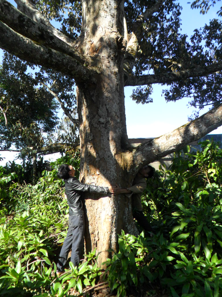 Chuyện lạ Lâm Đồng, 3 cây cổ thụ trụ giữa đồi cà phê vẫn &quot;chửa đẻ sòn sòn&quot;, ra 2,2 tấn trái ngon/năm - Ảnh 1.