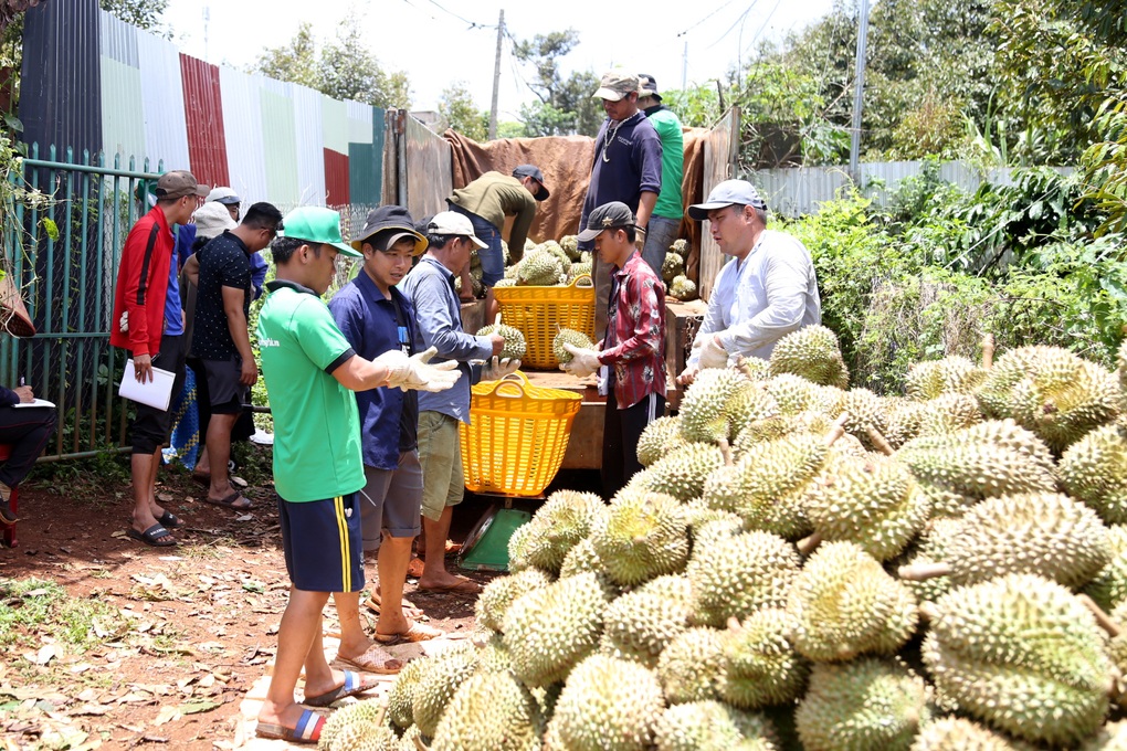 &quot;Cò&quot; đất chuyển hướng sang môi giới sầu riêng ở Tây Nguyên - Ảnh 2.