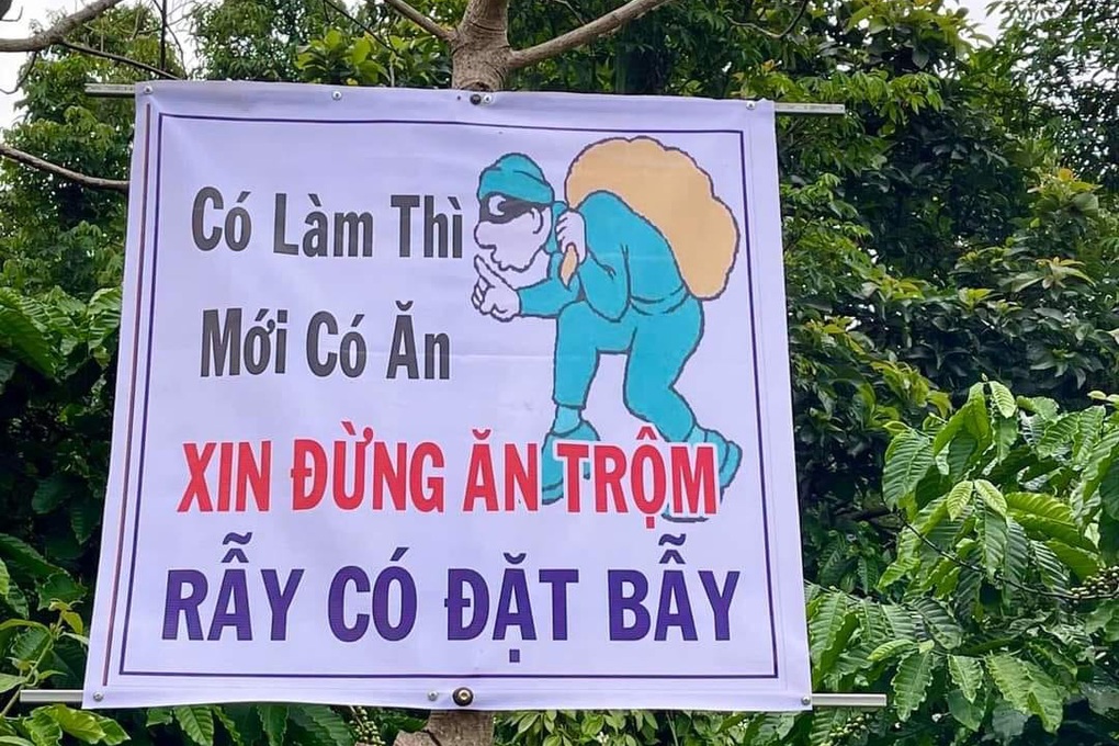 &quot;Cò&quot; đất chuyển hướng sang môi giới sầu riêng ở Tây Nguyên - Ảnh 5.