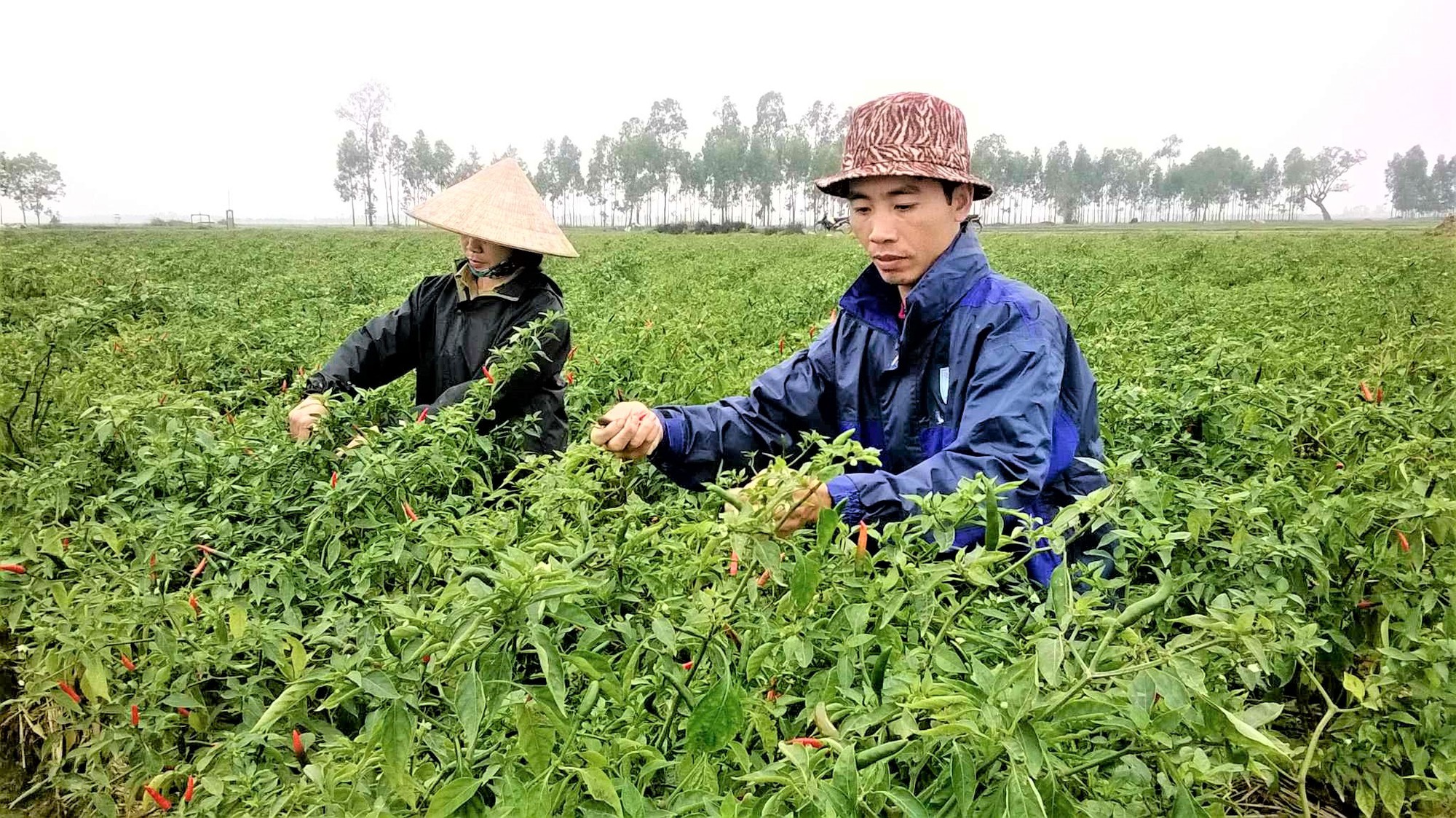 Hiệu quả hoạt động tổ vay vốn của Hội Nông dân Ninh Giang, giúp nông dân phát triển kinh tế, giảm nghèo, no đủ - Ảnh 1.