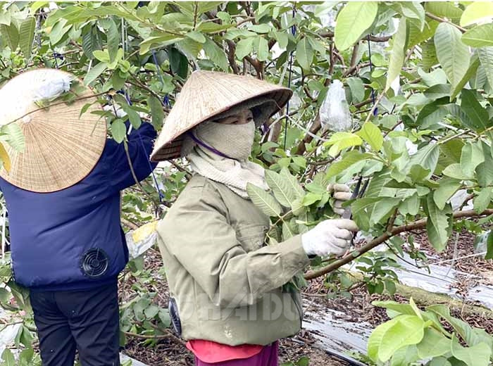 Trồng ổi lê, cứ 1 sào nông dân xã này của tỉnh Hải Dương có ngay 18 - 20 triệu - Ảnh 1.