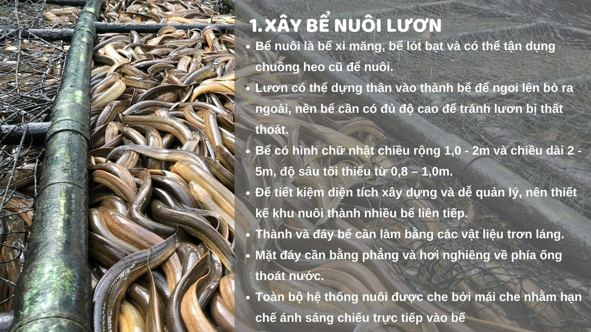 SỔ TAY NHÀ NÔNG: Kỹ thuật nuôi lươn cơ bản cho người mới bắt đầu - Ảnh 1.