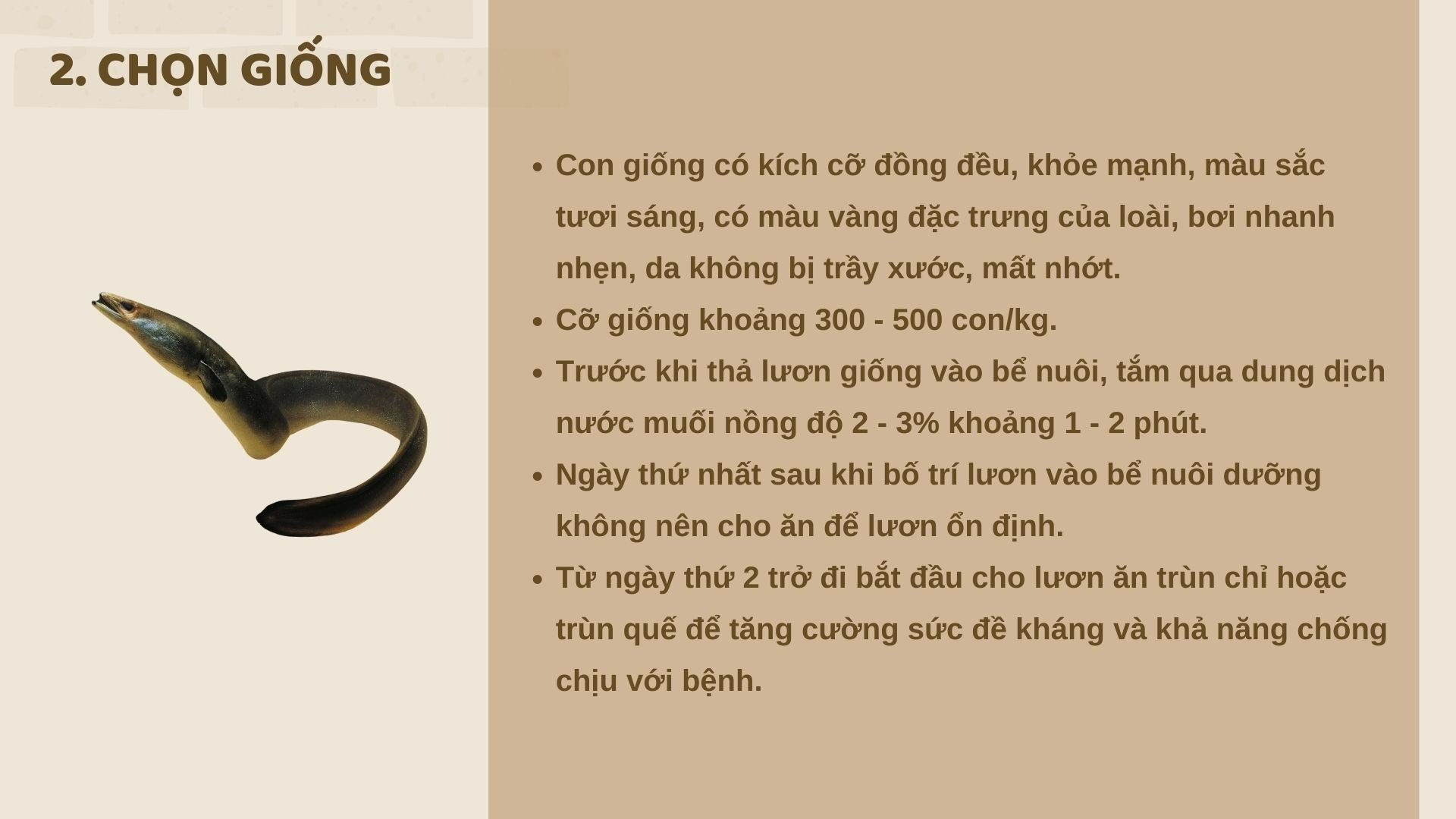 SỔ TAY NHÀ NÔNG: Kỹ thuật nuôi lươn cơ bản cho người mới bắt đầu - Ảnh 2.