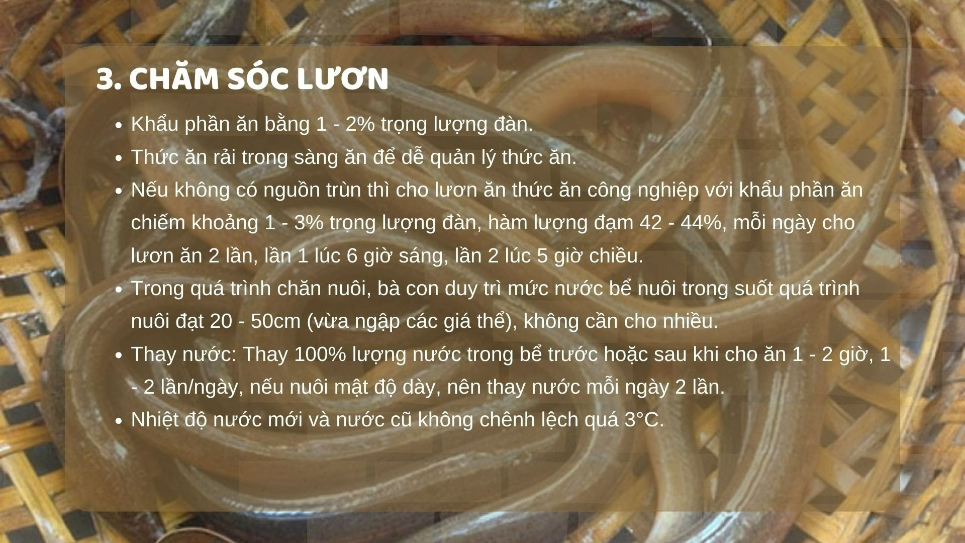 SỔ TAY NHÀ NÔNG: Kỹ thuật nuôi lươn cơ bản cho người mới bắt đầu - Ảnh 3.