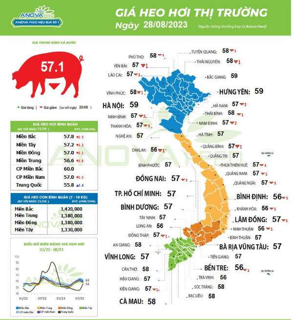 Đà giảm chưa dừng, giá trung bình lợn hơi cả nước chỉ còn 57.100 đồng/kg - Ảnh 1.