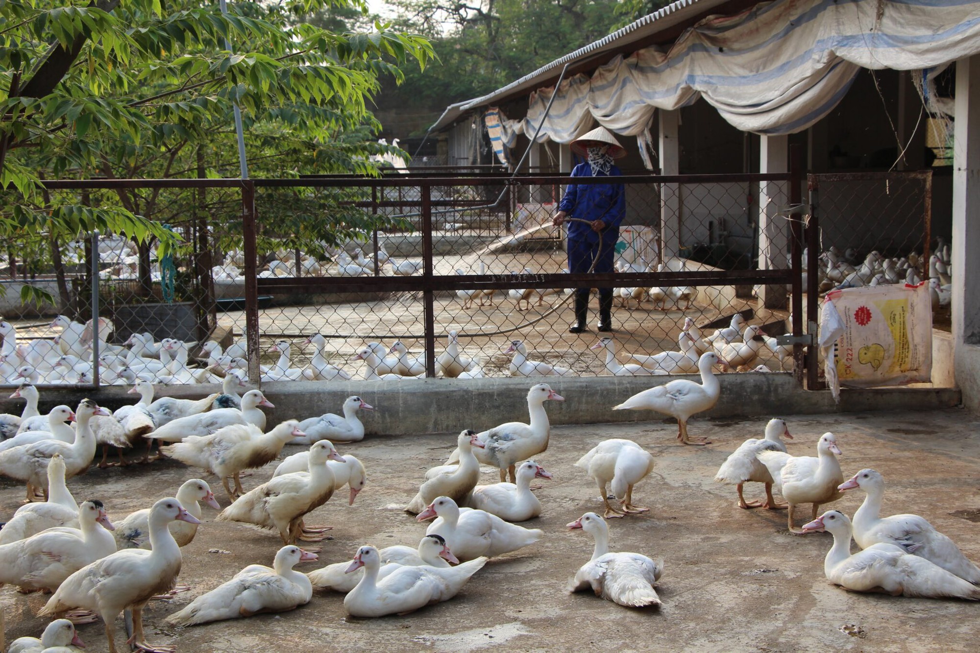 Khoa học công nghệ giúp giảm giá thành chăn nuôi gà công nghiệp còn dưới 1 USD/kg - Ảnh 3.