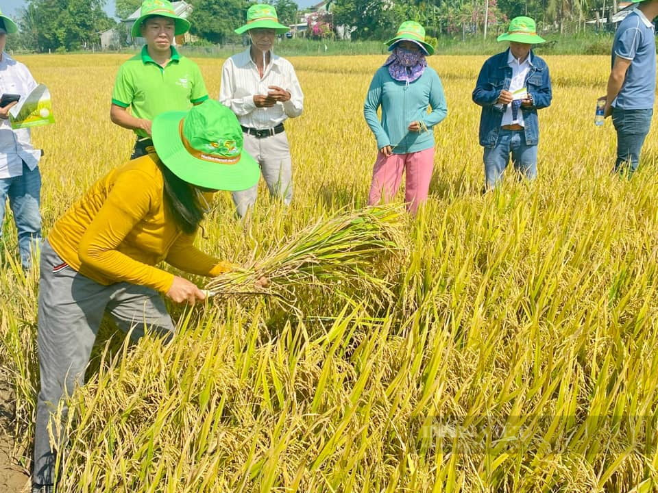 Nông dân xứ Quảng ngỡ ngàng với giống lúa siêu năng suất của ThaiBinh Seed - Ảnh 1.