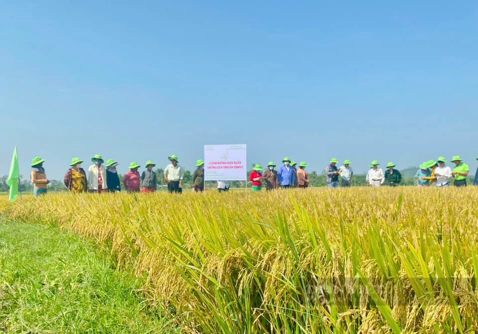 Nông dân xứ Quảng ngỡ ngàng với giống lúa siêu năng suất của ThaiBinh Seed - Ảnh 4.